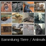 Tierbilder / Animal Photos