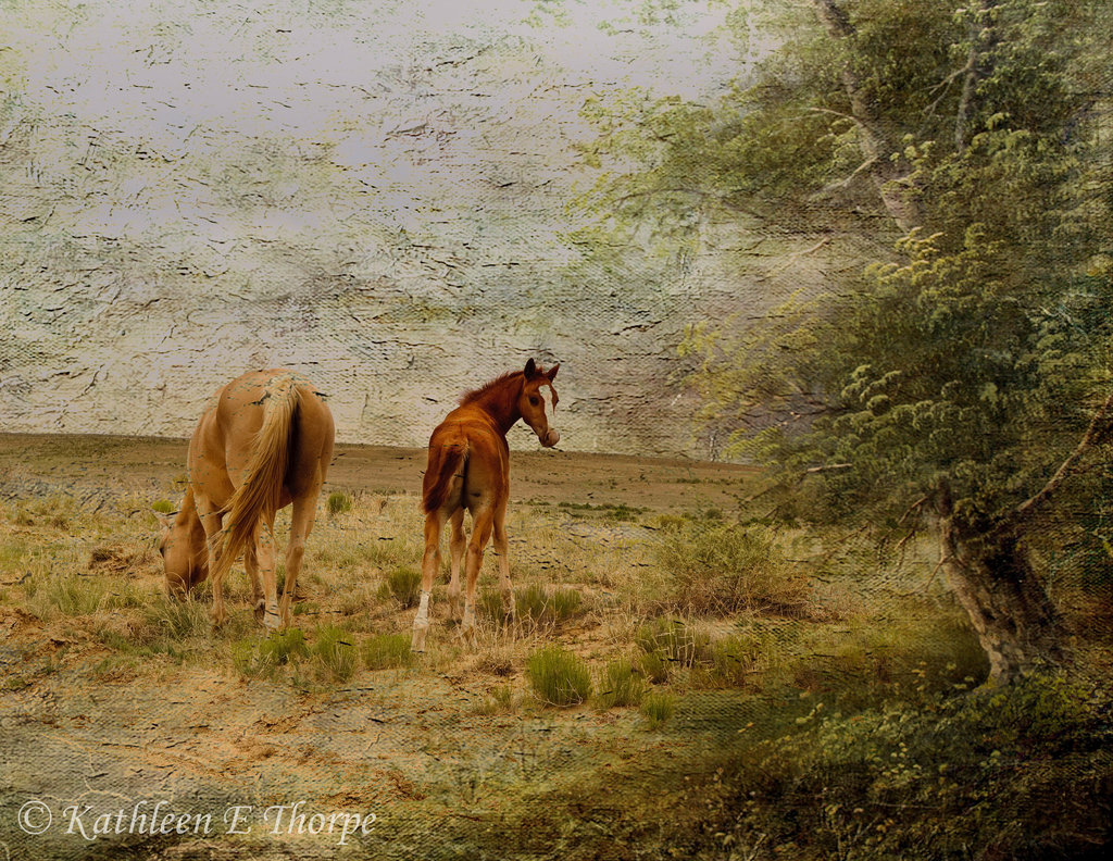 Wild Horses - Lenabem Texture