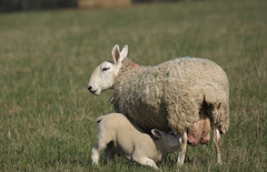 Sheep and feeding lamb