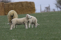 Lambs and sheep