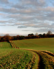 Hertfordshire view