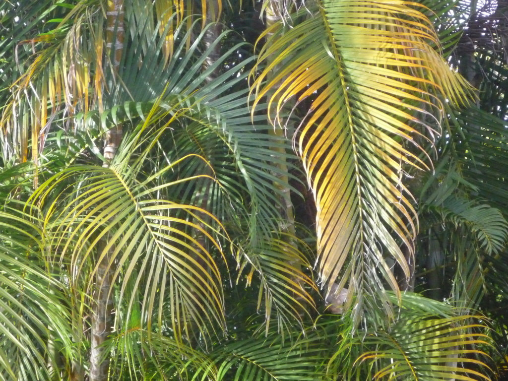 Palmares de Costa Rica