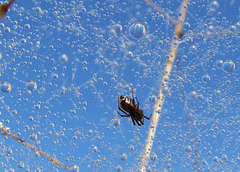 Spider in Dewy Web
