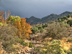 Fall In The Mule Mountains