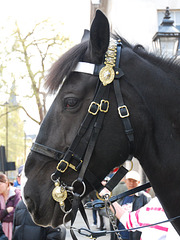 Horse (guard)