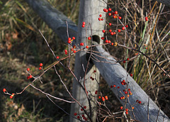 Fence and berries