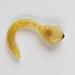 Melobasis sp. larva, PL2303