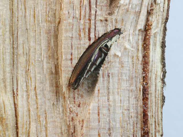 Agrilus hypoleucus, PL2305, - a dead end