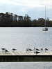 Dock of Seagulls