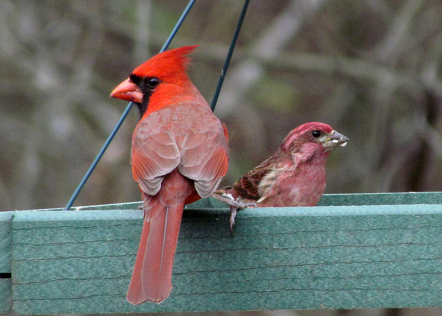 Cardinal and Purple Finch (Both Males)