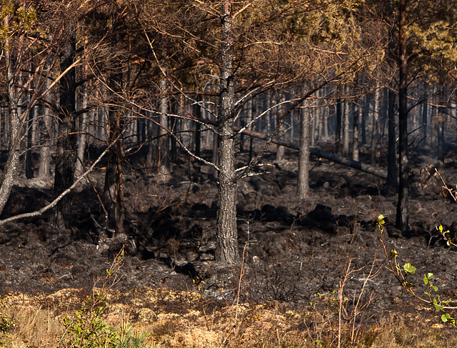 Torridon fire 8: Charred trees in Torridon