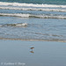 Surf, Sand, and Shorebird