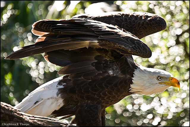 Bald Eagle wings unfurled
