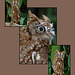 Eastern Screech Owl-triptych overlap
