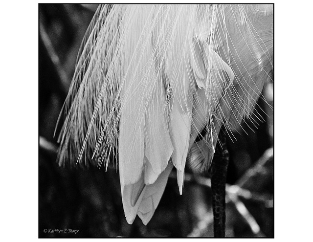 Snowy Egret Feathers