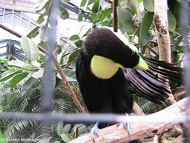 Tukan bei der Gefiederpflege (Wilhelma)