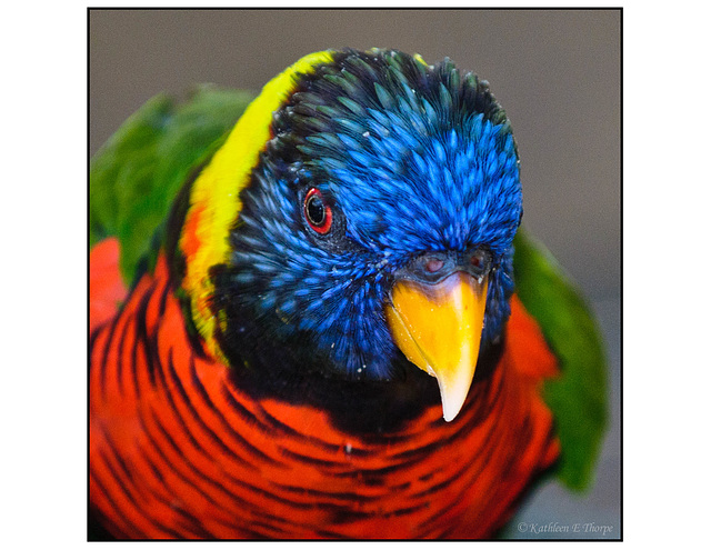 lorikeet