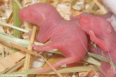 Neugeborene Maus (Wilhelma)