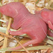 Neugeborene Maus (Wilhelma)