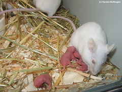 Maus mit Neugeborenen (Wilhelma)