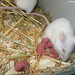 Maus mit Neugeborenen (Wilhelma)
