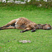 Dartmoor Pony- Not Dead, Just Dozing!