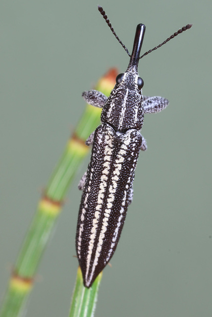 Belidae sp., PL2434