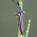 Belidae sp., PL2434