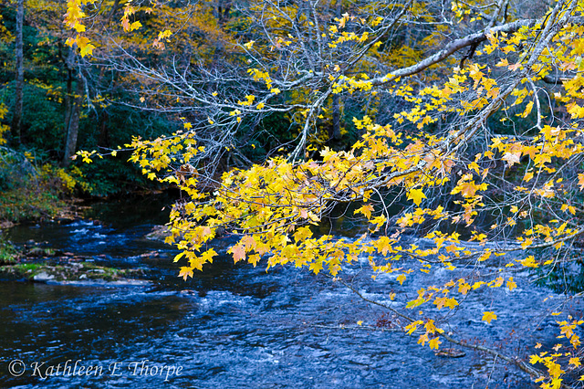 Linville Creek - Golden Autumn Leaves in Shadow