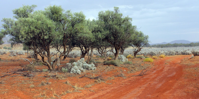 Alectryon oleifolius ssp. canescens (Bullock Bush) grove