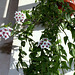 Hoya lanceolata - bella (3)