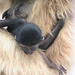 Gibbonmama Domino mit ihrem jüngsten Kind (Wilhelma)