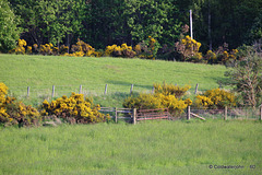 220 yards to gate with 400mm equiv.lens full image uncropped