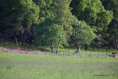 330 yards to fence full image with 400mm equiv. lens