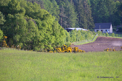 440 yards to gorse in bloom, 1000 yards to house, with 400 mm equiv. lens - Full image