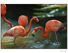 Flamingo Fraternity
