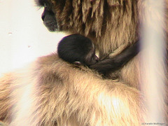 Gibbonmama Domino mit ihrem jüngsten Kind (Wilhelma)