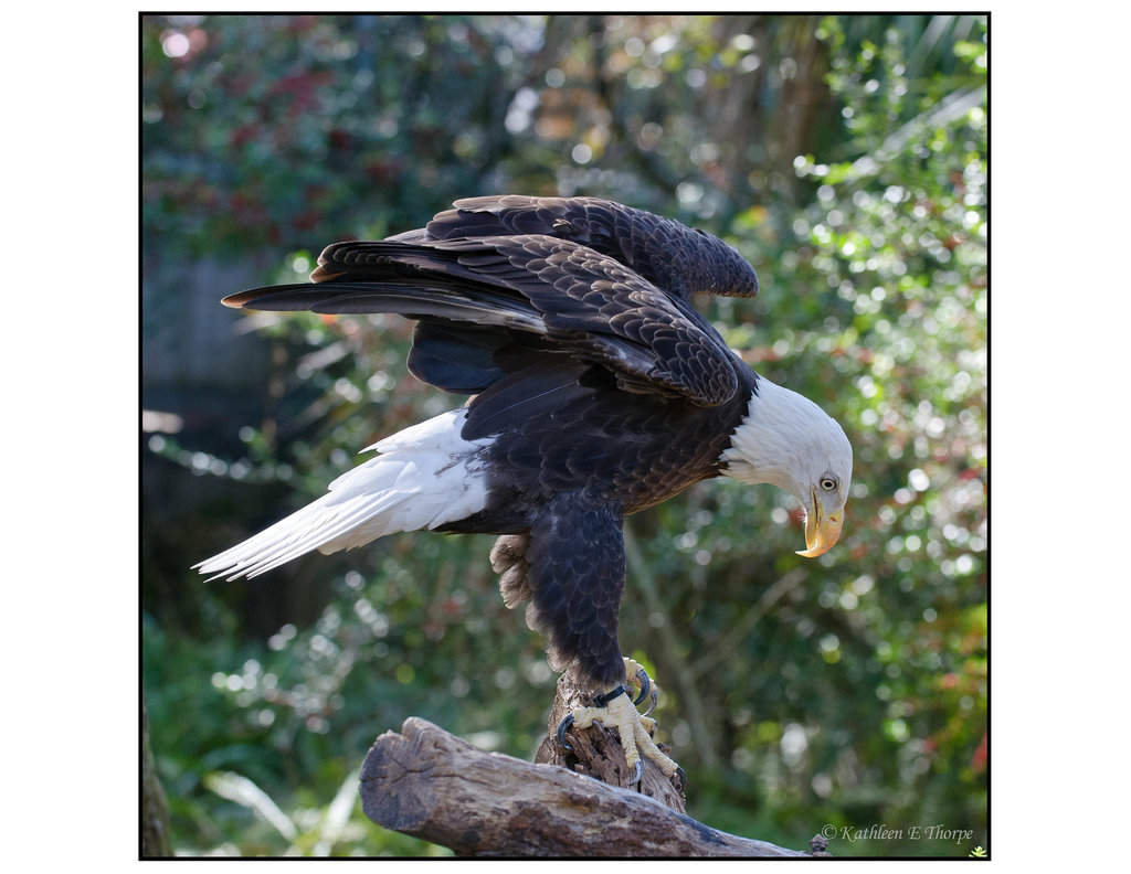 Bald Eagle on Perch.jpg