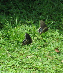Butterflies... Spicebush Swallowtails