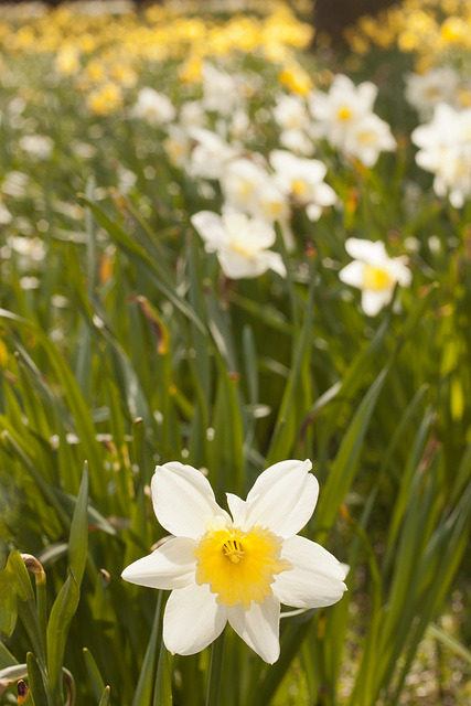 Daffodils in Victoria Park, Edinburgh