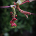 Fleur d'Acer aconitifolium