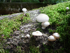 tiny slimy fungi