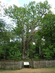 The Knightwood Oak - 600 years old