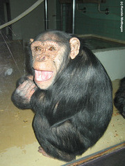 Schimpansenmädel Bärbel (Wilhelma)