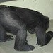 junger Gorilla (Wilhelma)