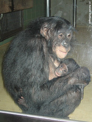 Bonobomama Lina mit Töchterchen Lingoye (Wilhelma)