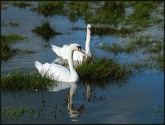 swan pair