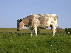 Winster cow