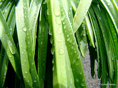 Raindrops on bluebell leaves