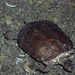 river turtle